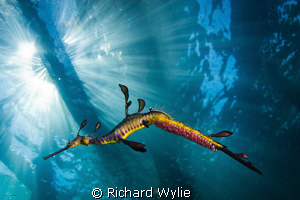 Weedy seadragon with eggs. ISO 100, 1/200 sec, Tokina 17m... by Richard Wylie 